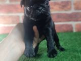 Pug Yavrularimiz Krem Si̇yah