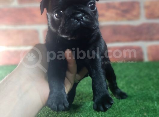 Pug Yavrularimiz Krem Si̇yah görsel