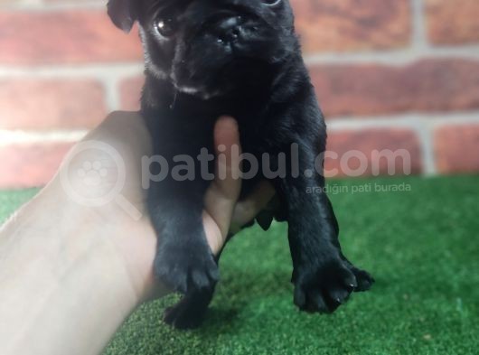 Pug Yavrularimiz Krem Si̇yah görsel
