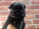 Pug Yavrularimiz Krem Si̇yah