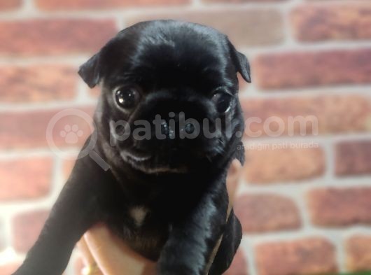 Pug Yavrularimiz Krem Si̇yah görsel