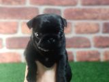 Pug Yavrularimiz Krem Si̇yah