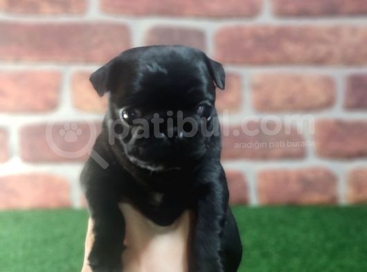 Pug Yavrularimiz Krem Si̇yah görsel