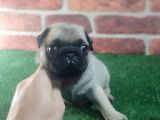 PUG YAVRULARIMIZ KREM SİYAH