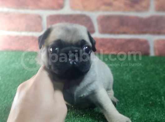 Pug Yavrularimiz Krem Si̇yah