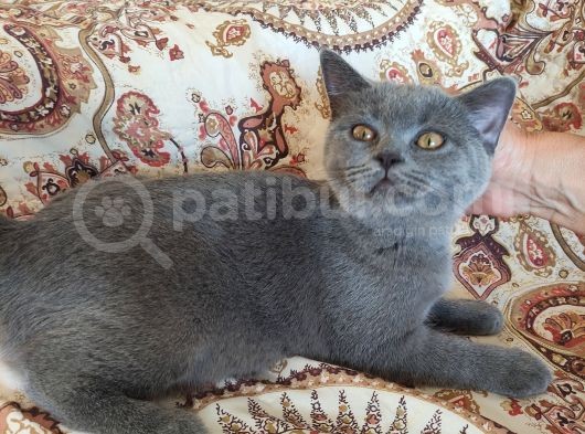 4 Aylık Biritish Shortair Yavru