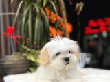 Dizayn Irk Morkie Yavrular