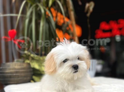 Dizayn Irk Morkie Yavrular görsel