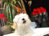 Dizayn Irk Morkie Yavrular