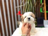 Treecolor Morkie