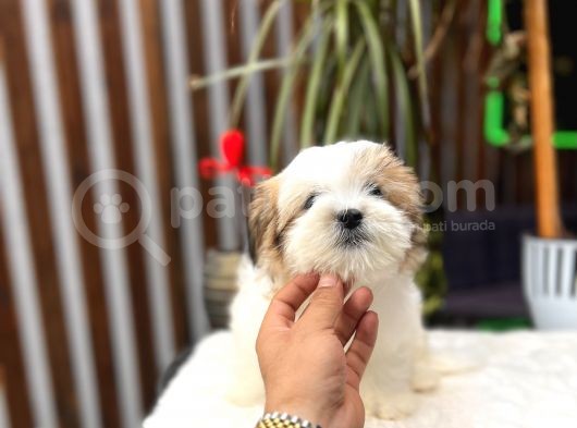 Treecolor Morkie