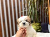 Treecolor Morkie