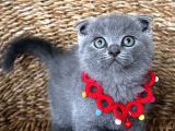Dişi Scottish Fold Sağlıklı Bebeğim
