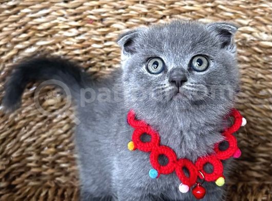 Dişi Scottish Fold Sağlıklı Bebeğim görsel