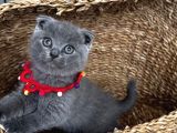 Dişi Scottish Fold Sağlıklı Bebeğim