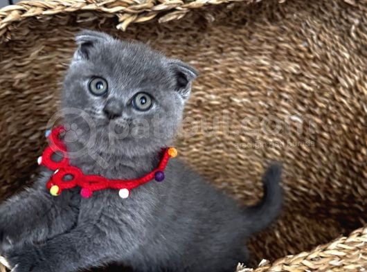 Dişi Scottish Fold Sağlıklı Bebeğim görsel