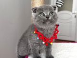 Dişi Scottish Fold Sağlıklı Bebeğim