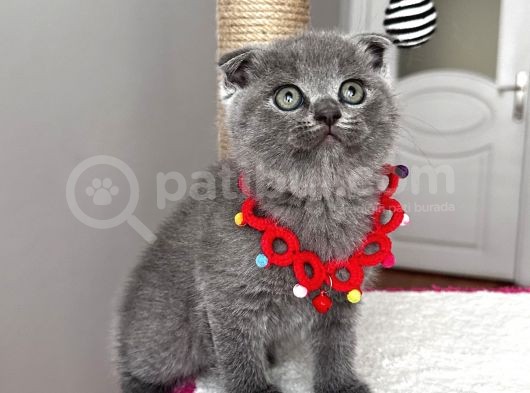 Dişi Scottish Fold Sağlıklı Bebeğim görsel
