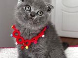 Dişi Scottish Fold Sağlıklı Bebeğim