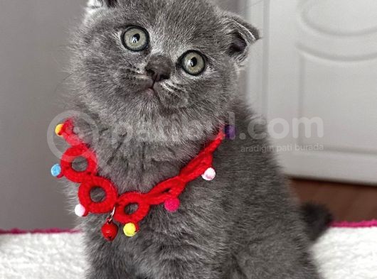 Dişi Scottish Fold Sağlıklı Bebeğim