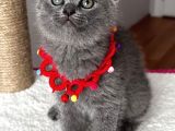 Dişi Scottish Fold Sağlıklı Bebeğim