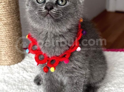 Dişi Scottish Fold Sağlıklı Bebeğim görsel