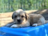 Orjinal Maltipoo Yavrum