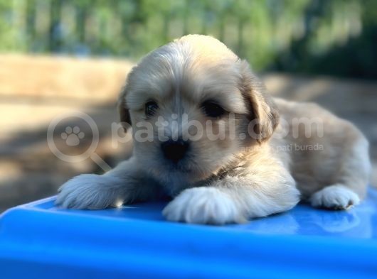 Orjinal Maltipoo Yavrum