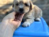 Orjinal Maltipoo Yavrum