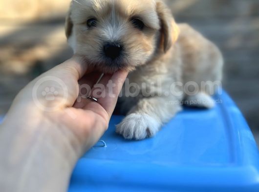 Orjinal Maltipoo Yavrum görsel