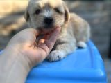 Orjinal Maltipoo Yavrum