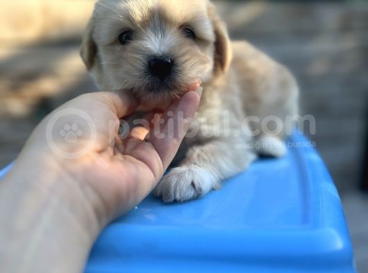 Orjinal Maltipoo Yavrum görsel