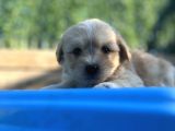 Orjinal Maltipoo Yavrum