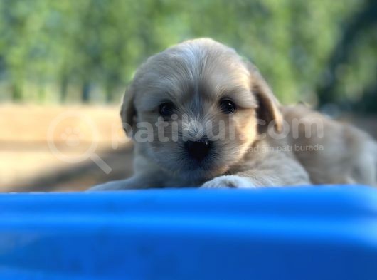 Orjinal Maltipoo Yavrum görsel