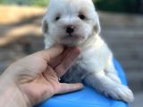 Küçük Morkie Bebeğim