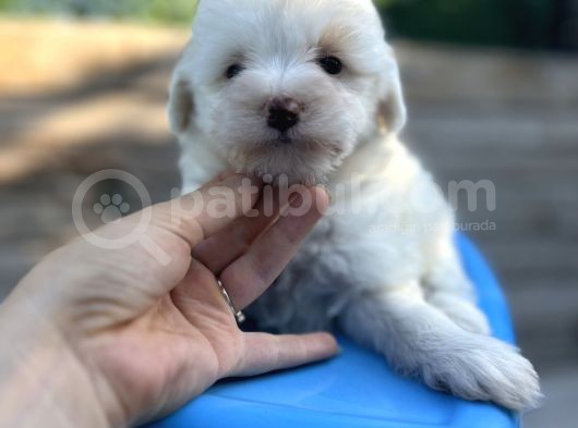 Küçük Morkie Bebeğim görsel