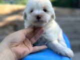 Küçük morkie bebeğim
