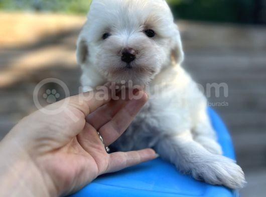 Küçük Morkie Bebeğim