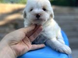Küçük Morkie Bebeğim