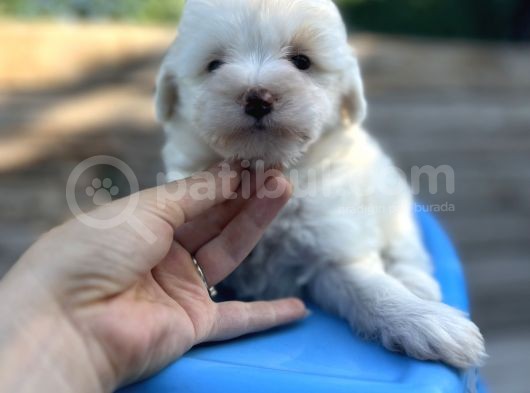 Küçük Morkie Bebeğim görsel