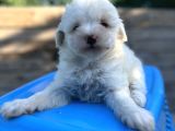 Küçük Morkie Bebeğim