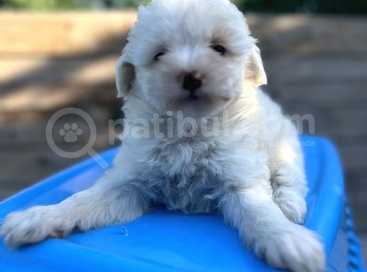 Küçük Morkie Bebeğim görsel