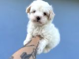 Küçük Morkie