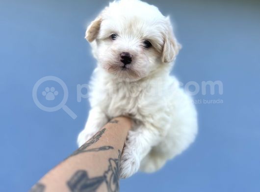Küçük Morkie görsel
