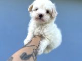 Küçük Morkie