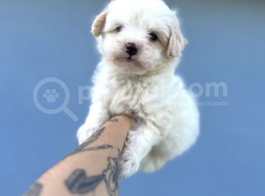 Küçük Morkie görsel