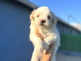 White maltipoo