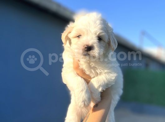 White Maltipoo görsel