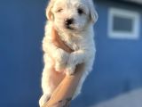 White Maltipoo