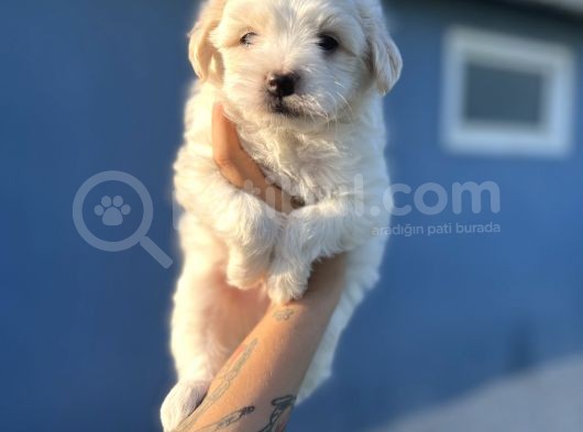 White Maltipoo görsel